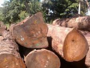 Forestland Lease African Rosewood, Machibi, Rhodesian Copalwood 500 Ha