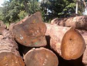 Waldpachtvertrag Rhodesian Copalwood 500 Ha