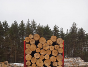 Stehendes Holz Birke 10000 m<sup>3</sup>