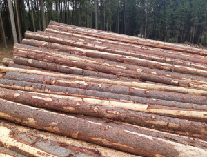 European spruce Sawlog 600 mm x 12 m
