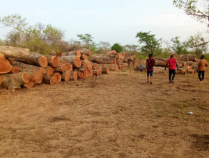 100 mm x 1000 mm x 270 mm AD S2S Pressure Treated Teak Lumber