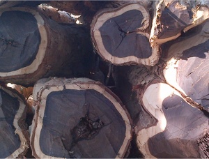 Ebony (Ebène) Sawlog 200 mm x 15 m