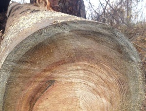 European larch Moraine larch, pine 0 mm x 6 m