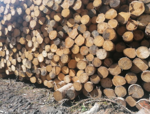 Spruce Sawlog 500 mm x 11.8 m