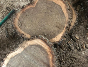 50 mm x 150 mm x 3000 mm 毛邊板 榆树