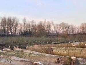 Poplar Sawlog 3 m x 300 mm