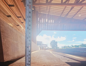 1 1/2 in. x 8 in. x 10 ft.  Plateau de bois Angelim