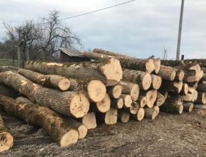 White Ash Veneer logs 400 mm x 6 m