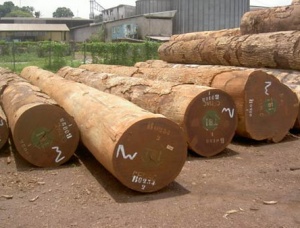 Bilinga (Opepe, Badi) Sawlog 200 mm x 8 m