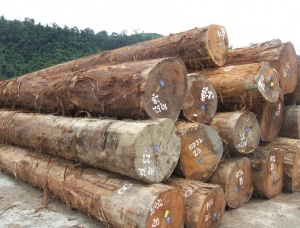 Teak Sawlog 150 mm x 8 m