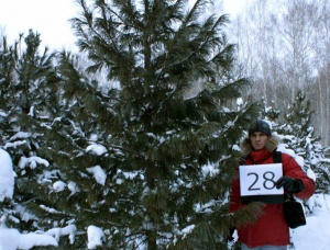 Деревья (крупномер), кедр сибирский, стандарт, 380-420 см.