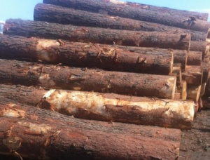 Scots Pine Sawlog 50 mm x 3 m