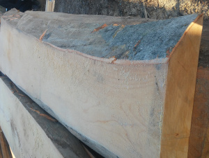 52 mm x 300 mm x 3000 mm Unbesäumtes Brett Buche