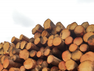 Spruce Sawlog 500 mm x 11 m