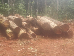 100 mm x 250 mm x 5000 mm AD S4S  African Pencil Cedar Lumber