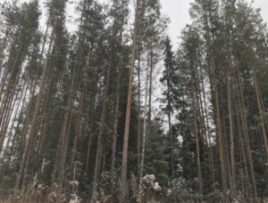 Siberian spruce Standing timber 1000000 m<sup>3</sup>