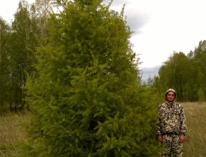 Деревья (крупномер), лиственница сибирская, 380-420 см.
