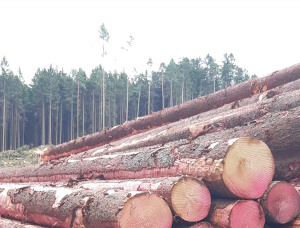 European spruce Sawlog 600 mm x 12 m