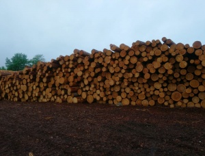 Siberian Pine Sawlog 200 mm x 6 m