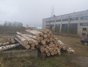 Silver Birch Veneer logs 500 mm x 5.5 m