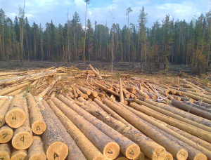 50 mm x 150 mm x 6000 mm AD R/S  Siberian Pine Lumber