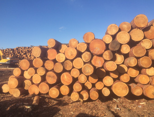 Siberian Larch Sawlog 30 mm x 6 m