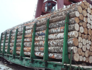 Paper Birch Veneer logs 60 mm x 5.4 m