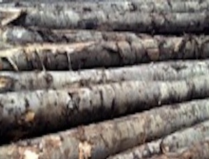 Poplar Sawlog 3 m x 300 mm