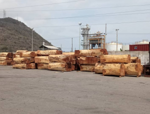 Saman Square Logs 100 mm x 1000 mm x 2.5 m