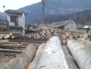 Oak logs 3.8 m