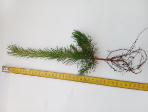 Scots Pine Tree Seedlings  21-30