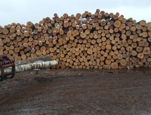 Veneer logs Birch 180 mm x 3 m