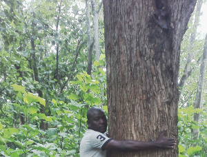 Teak Tree Seedlings  101-110