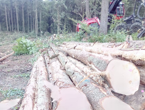 Spruce-Pine-Fir (SPF) Sawlog 1000 mm x 11.8 m