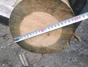 木电线杆 西伯利亚云杉 16 mm x 11 m
