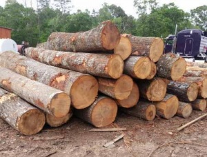 Teak Sawlog 150 mm x 8 m