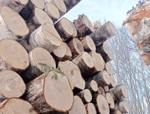 Birch Veneer logs 400 mm x 5.2 m