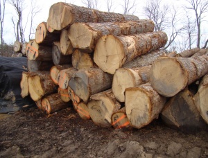 Oak logs 3.8 m