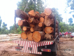 Mahogany Standing timber 100000 m<sup>3</sup>