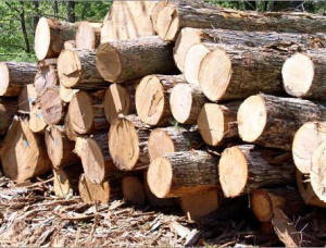 Stehendes Holz Avodiré (Lusamba) 915701 m<sup>3</sup>