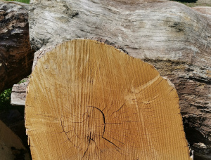 90 mm x 170 mm x 10 mm Tischplatte mit Baumkante Massivholz Eiche