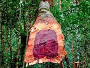 立木 非洲红木，马基比 1000000 m<sup>3</sup>