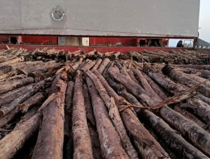 Eucalyptus Wood chips