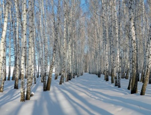 Лес на корню в Ленинградской области