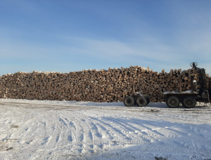 Furnierstämme Hänge-Birke 600 mm x 6 m