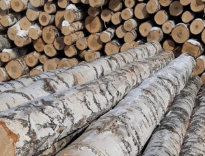 Silver Birch Veneer logs 600 mm x 6 m