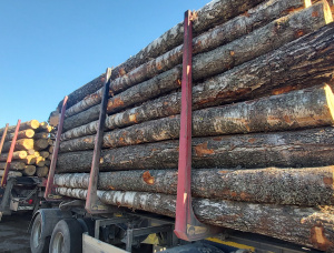 Silver Birch Veneer logs 500 mm x 5.5 m