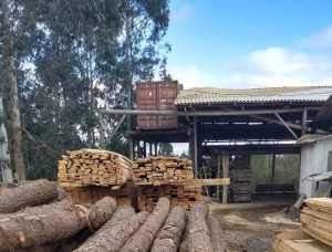 Spruce-Pine (S-P) Veneer logs 400 mm x 5 m