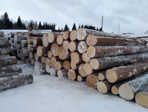 Siberian spruce Sawlog 300 mm x 6 m