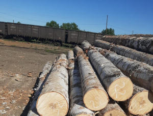 Silver Birch Sawlog 520 mm x 5.4 m